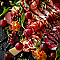 Cranberry Pinot Noir Balsamic Glaze